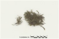 藏品(白齒苔屬)的圖片